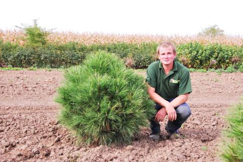 Pinus nigra 'Nana'